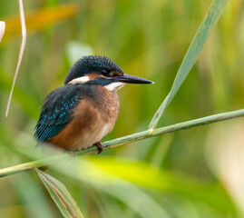 Common Kingfisher