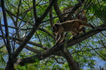 white tailed macaque