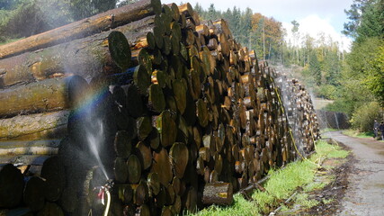 Baumstämme geschlagenes Holz wird mit Wasser über Sprenkler konserviert und haltbar gemacht im...