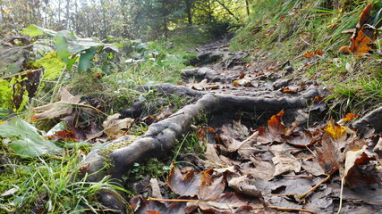 Uriger Pfad Wanderweg mit knorrigen Baumwurzeln in der Rödenbacher Schlucht im Schwarzwald 1