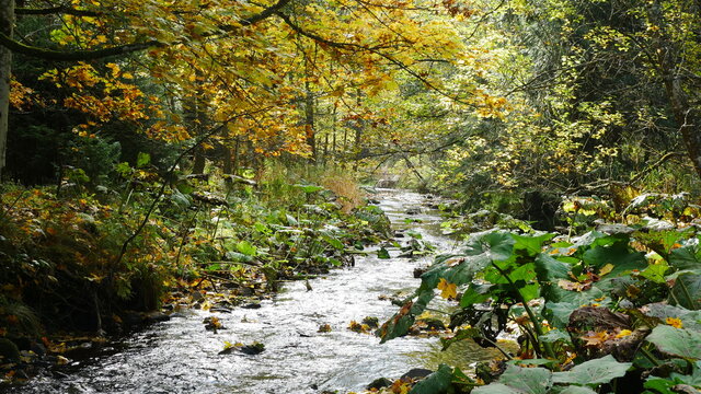 Romantischer Bach in der Schlucht bei R&ouml;denbach im Schwarzwald im Herbst