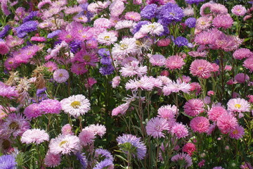 Plenty of pink and purple flowers of China asters in September