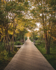 Boardwalk through trees in Kismet, Fire Island, New York