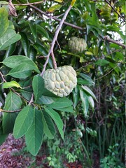 Fototapeta premium Annona fruit on the tree