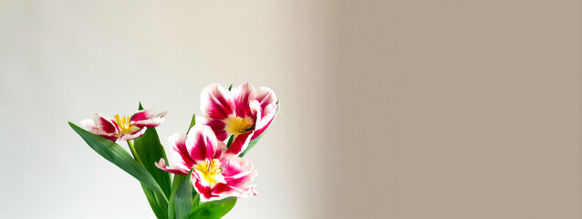White and pink tulips in a bouquet on a white background. International women day. Copy space.