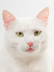 white cat