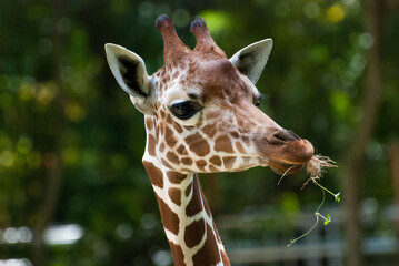 Right facing close-up portrait of a captive Giraffe eating grasses against a green background cute 