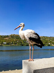 Wildlife: Stork walks along the river embankment on Sunny day. Life of wild bird, animals. Selective focus. Copy space. Vertical photo