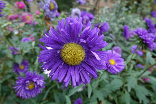Multiple purple flowers of China asters in September