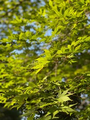 green leaves background