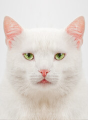Fototapeta na wymiar thick white cat