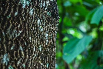 Pine bark in forest against blurred green background nature in asian forest.