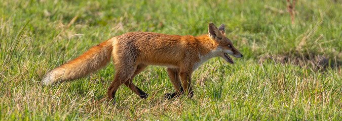 red fox hunting