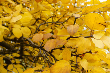 Amber yellow foliage of quince in mid November