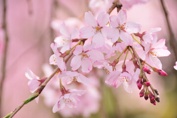 しだれ桜