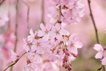 しだれ桜