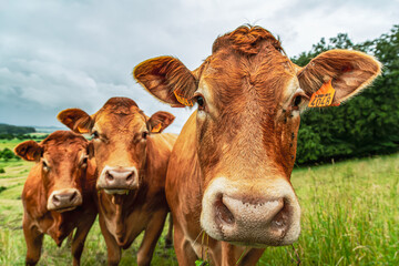 three cows standing in a field looking at camera