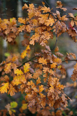 Texture of autumn brown oak leaves on the branches