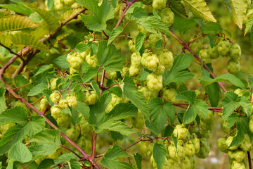 Fototapeta premium A green hop bush covered with mature buds. Wild plant in the forest.
