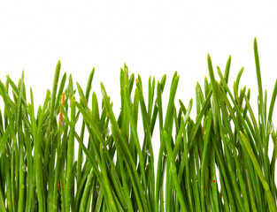 growth of young green grass