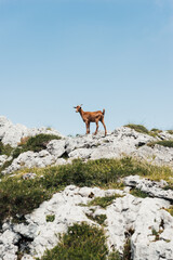 Fototapeta na wymiar Wild goat in mountainous in Asturias.