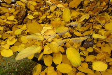 Vibrant yellow autumnal foliage of quince in mid November
