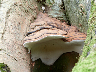 A large bracket mushroom growing on a tree trunk