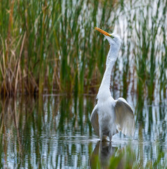 Great White egret eating/swallowing fish