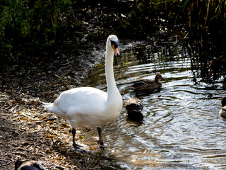 BY THE LAKE IN THE SUNSHINE