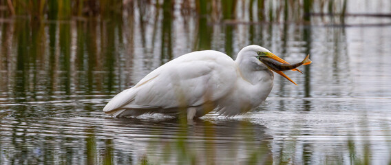 Great White egret eating/swallowing fish