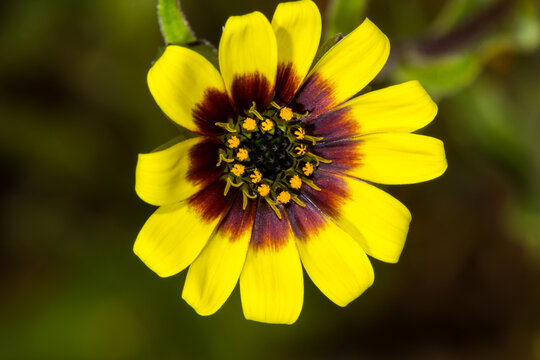 Tiny spring wildflower with yellow and red petals