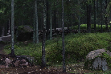 A dense spruce forest with a rocky relief overgrown with moss and a stone wall in the background