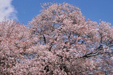 狩宿の下馬桜