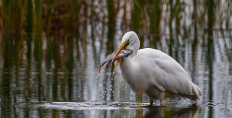 Great White egret eating/swallowing fish