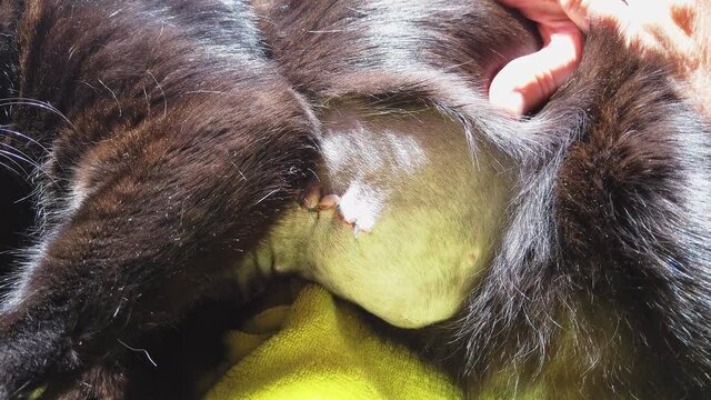 incision wound after a mastectomy surgery in a cat. Pet care examination and medication disinfecting the wound with stitches.