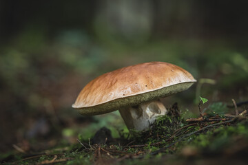 edible mushrooms boletus in the forest