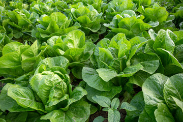 Green fresh lettuce field, Izmir / Turkey