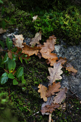 Background of brown autumn oak leaves on a background of moss and granite stone
