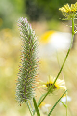 Spring flowers and field