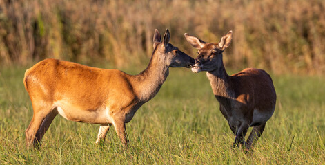 Red Deer hinds