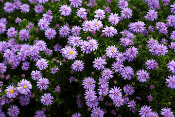 Purple autumn spray asters on a background of green leaves and shoots