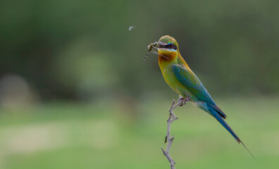 Beautiful birds in nature Blue-tailed bee-eater (Merops philippinus)