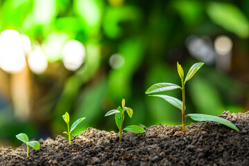 Agriculture and plant grow sequence with morning sunlight and bokeh green blur background....