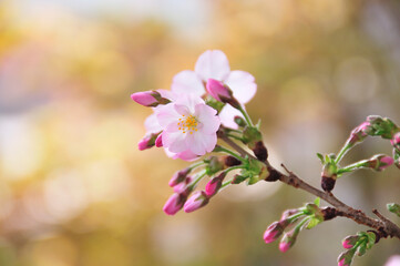 御殿場桜