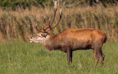 Red Deer Stag during annual rut
