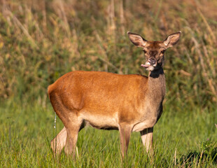 Red Deer hinds