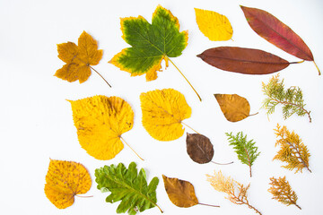 Fototapeta na wymiar Autumn and fall colorful leaves on the white background, space for text, autumn nature background