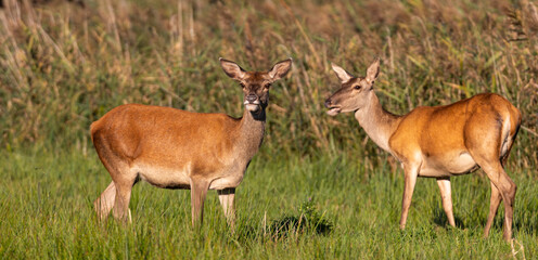 Red Deer hinds