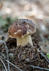 Ein Steinpilz im Wald. Steinpilze sind eßbar.