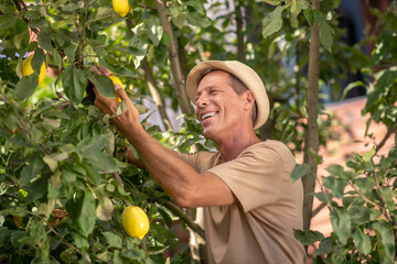 Happy male in straw hat pruning lemons in the garden